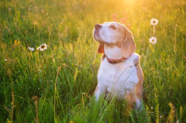 Gün batımında kır çiçeklerinin arasında bir çayırda bir av köpeğinin güzel portresi.