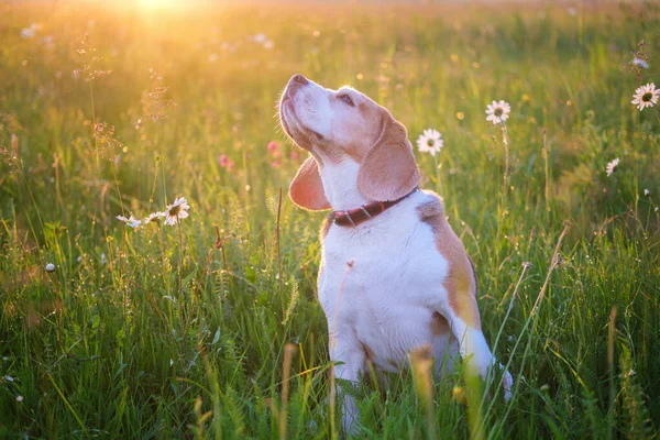 Beau Portrait Chien Aigle Dans Une Prairie Été Parmi Les — Photo