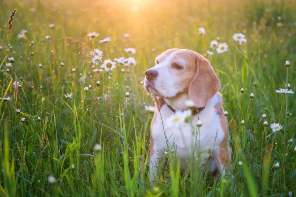 夕阳西下野花丛中 一只小猎犬在夏天的草地上的美丽画像 — 图库照片