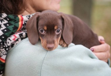 Şirin kahve renkli dachshund köpeği sahibinin omzunda oturuyor.