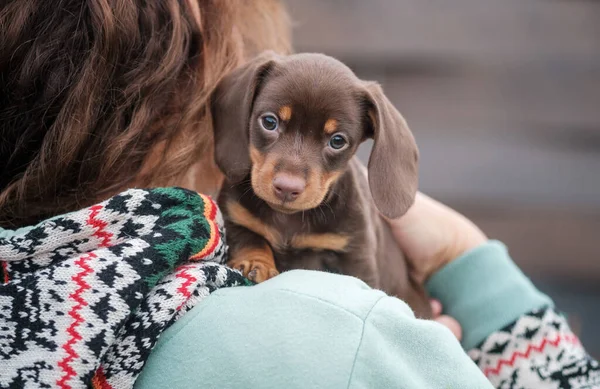 Lindo Cachorro Dachshund Color Café Sienta Hombro Del Propietario — Foto de Stock