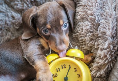 Küçük komik dachshund köpek yavrusu sarı antika çalar saatle oynuyor.