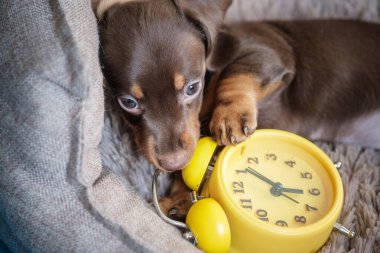 Küçük komik dachshund köpek yavrusu sarı antika çalar saatle oynuyor.
