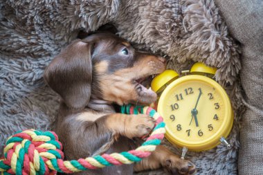 Küçük komik dachshund köpek yavrusu sarı antika çalar saatle oynuyor.
