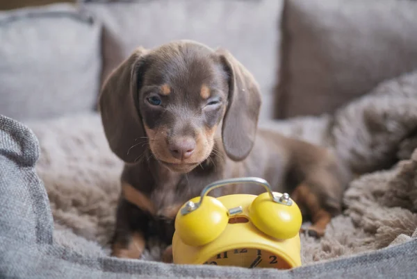 Cão Que Joga a Música No Teclado Imagem de Stock - Imagem de jogar