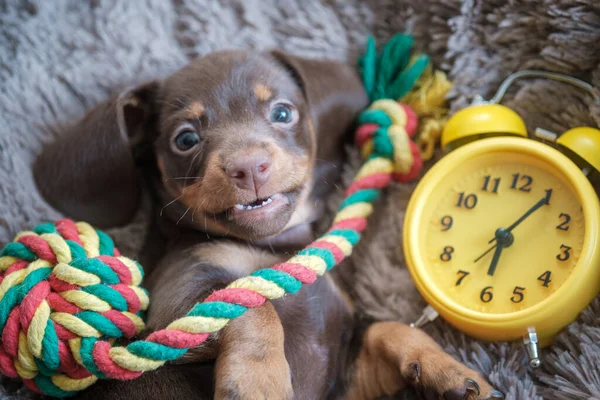 Poco Divertido Cachorro Dachshund Jugando Con Reloj Despertador Vintage Amarillo — Foto de Stock