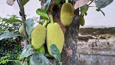 Ağaçtan sarkan meyveli tropikal tarım kavramı