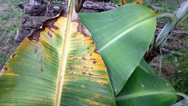 Banana Leaf Disease Concept with Yellow Patches and Browning Edges Caused by Fungal or Sun Damage