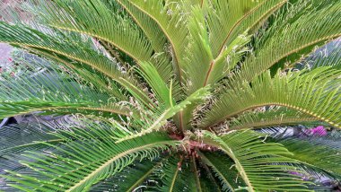 Yakın Odakta Cycas Revoluta Palm 'ın Yeşil Yaprakları Botanik ve Bahçe Teması İçin Egzotik Tropikal Bitki Dokuları