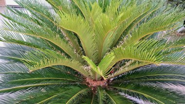 Sago Palm Leaves Macro Görünümü Işıldayan Yeşil Broşürler, Özgeçmiş, Doğa Baskıları ve Organik Tasarımlar İçin İdeal