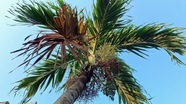 Sağlık Riskleri ve Çiğneme Alanı Tehlike: Catechu Betel Nut, Bağımlılık ve Oral Kanser Bilgisi