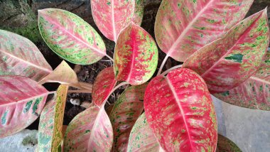 Mermer pembe ve yeşil yapraklı Aglaonema ve Caladium 'un dekoratif yaprakları, estetik ve doğal hava temizliği için egzotik kapalı bitkiler.