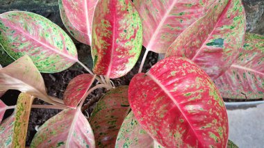 Canlı pembe, yeşil ve beyaz yapraklı Aglaonema ve Caladium 'un tropikal yaprakları dekoratif iç mekanlar ve hava arındırma amaçlı popüler iç bitkiler.