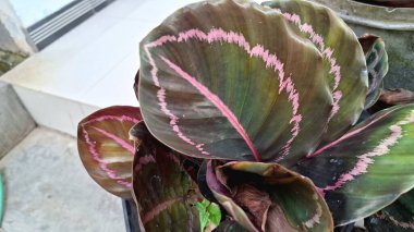 Calathea Roseopicta Ev Bitkisinin Egzotik Yaprak Yaprağı ve Pembe Çizgileri Bahçe Arkaplanında Büyümüş
