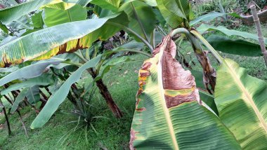 Sarı Muz Yaprağının Kapanması Tropikal Bitkilerde Besin Eksikliği ve Doğal Çürümeyi Göstermektedir