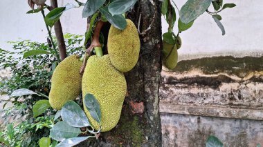 Doğal olarak büyüyen Jackfruit 'in Eko Tarım Görüntüsü