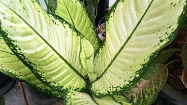 Dekoratif Dumbcane Yaprak Dieffenbachia Seguine Krem yeşili desenli, Botanik Tasarım, Poster ya da Doğa Arkaplanı İçin Mükemmel