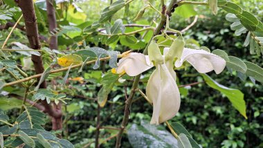 Sesbania Grandiflora Ağaç dalında Beyaz Yenilebilir Çiçekler Tropik Tropikal Çiçekler Bulaşıklarda ve Doğal Bitkisel Tedavilerde Kullanılıyor