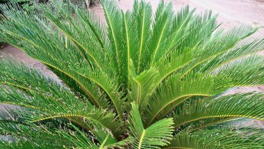 Backlit Cycas Revoluta Palm Leaves Showing Detailed Leaf Structure, Nature Background for Posters, Flyers, or Web Design
