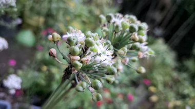 Beyaz Allium Nigrum Kümesi Tam Çiçek, Siyah Sarımsaklı Geniş Yapraklı Pırasalı Çiçek Dekoratif Fotoğrafçılığı