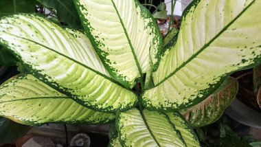 Botanik Dumbcane Leaf, Dieffenbachia Seguine, Leopar Lily Duvar Kağıdı, Web Tasarımı ve Doğal Sanat Konseptleri için Bitki Kapağı