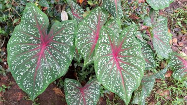 Renkli kaladyum yaprağına yakın çekim kırmızı merkezli ve yeşil kenarlı tropikal dekoratif bitki bahçecilikte ve bahçe tasarımında kullanılır.