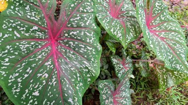 Caladium süsleme bitkisi canlı kırmızı damarlar ve yeşil yapraklarla bembeyaz desenlerle süslenmiş bitki severler ve doğa için ideal tropik bahçe arka planı.