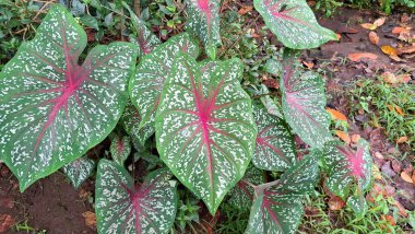 Güzel kaladyum bicolor bitkisi kalp şeklinde kırmızı ve yeşil yapraklar benekli tropik bahçede yetişen beyaz noktalar botanik ve bahçe temaları için mükemmel.