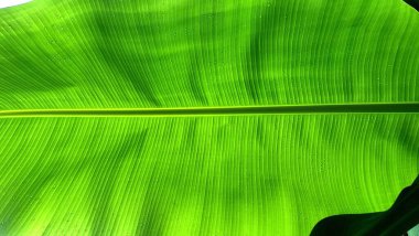 Taze Muz Yaprağı Temiz Damarlar ve Doğal Yeşil Doku Doğa Botanik Eko ve Sağlık Kavramları İçin İdeal