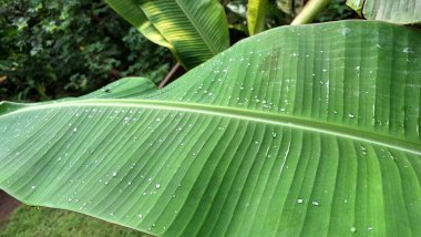 Çiy damlaları Sabah Işığında Muz Yaprağı Yüzeyinde Parıldıyor Ayrıntılı Damar ve Doku ile