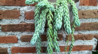 Sulu Patikaların Güzelliği: Sedum morganianum, Serene Green Spaces için bir Kolay Bakım Bitkisi