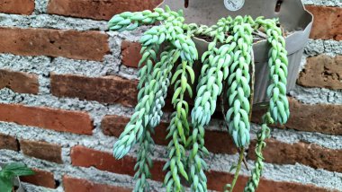 Eşsiz Yaşam Dekoru: Burro 'nun Kuyruğu (Sedum morganianum), Her Ev İçin Büyüleyici Bir İzleme Suyu