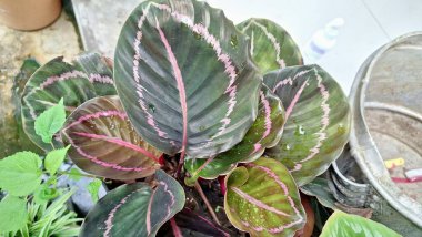 Calathea Roseopicta Ev Bitkisinin Egzotik Yaprak Yaprağı ve Pembe Çizgileri Bahçe Arkaplanında Büyümüş
