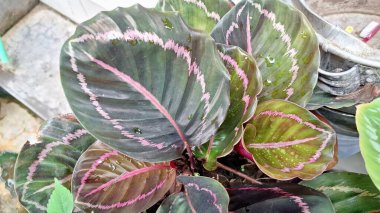 Calathea Roseopicta 'nın Güzel Yaprakları Yeşil Yapraklar Üzerine Pembe ve Mor desenleri Vurguluyor