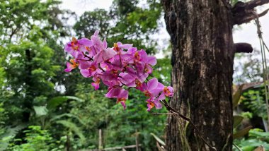 Egzotik Tropikal Orkide Çiçeği Doritaenopsis Dorado in Pink, Garden Close-Up, Yüksek Çözünürlüklü Resim