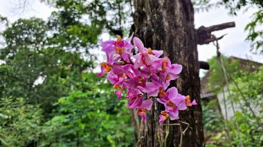Bahçedeki Pembe Orkide Doritaenopsis Dorado, Tropikal Süslü Bitkinin Detaylı Çiçek Yakın Çekimi