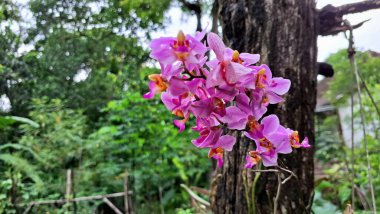 Pembe Doritaenopsis Dorado Orkide Çiçeği, Yüksek Kaliteli Tropikal Bitki Görüntüsü
