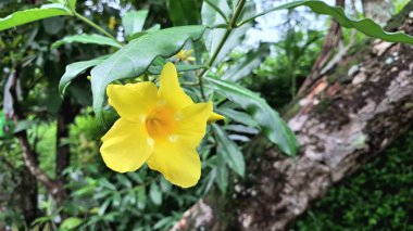 Yeşil Yeşiller Üzerine Altın Sarı Allamanda Çiçeği, Peyzaj Bahçesinde Kullanılan Tropikal Asma, Çiçek Posterleri, Çevre Markaları ve Doğal Kaynaklar