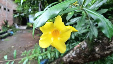 Parlak Sarı Allamanda Cathartica in Bloom with Lush Leaves, Found in Natural Light, ideal Botanik Şablonlar, Çiçek Dekor Konseptleri ve Tropikal Temalar