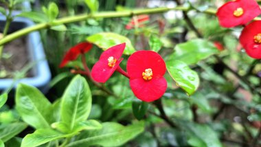 Dikenli Kırmızı Taç Çiçekleri (Euphorbia milii) Narin Çiçekleri Gösteriyor