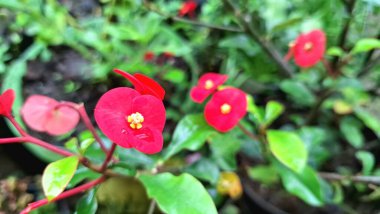 Bereketli Yeşil Yapraklı Tropikal Dikenli Kırmızı Taç (Euphorbia milii)