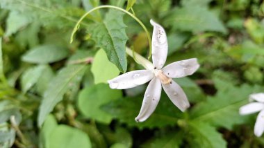 Saf beyaz hipobroma çiçeği: phytokimyasallar, geleneksel tedavi