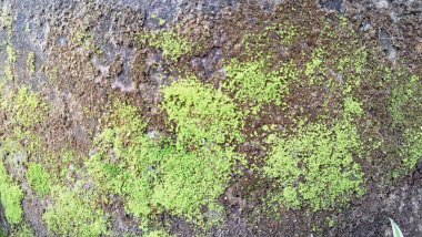 Rutubetli Duvar 'da Vahşi Yosun Büyümesi Nemi Korumaya Yardım Ediyor, Mikro Ekosistemleri Destekliyor ve Hava Filtreleri, Botanik ve Çevre Temalı Projelerde Kullanılıyor