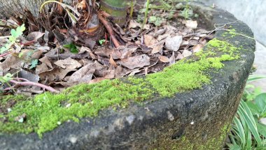 Nemli Duvar Organik Bitkisinin Çevresindeki Çevre dostu Yosun Dokusunun Hava Kalitesini Artırması, Erozyonu Önlemesi ve Kentsel ve Doğal Çevredeki Biyolojik Çeşitliliği Artırması