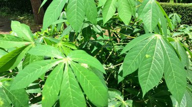 Taze Cassava, Çiftçilik Konsepti İçin Yakın Tarım Arkaplanından Ayrıldı