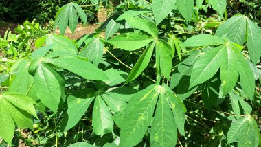Cassava Bitkisi Yeşil Yapraklar Kök ve Yaprak Gıda Kaynağı İçin Kullanışlı Tropikal Ekin Bırakıyor