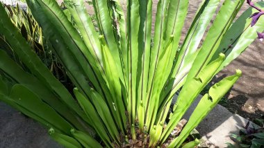 Green Leaf of Bird's Nest Fern Asplenium nidus with Nest-Like Shape and Textured Sorus