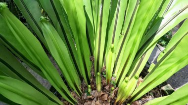 Close Up of Bird's Nest Fern Leaf Asplenium nidus with Circular Shape and Sorus Underside
