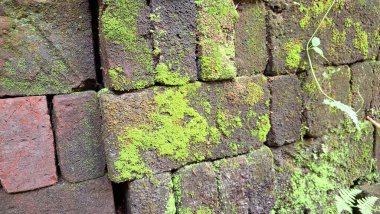 Yıpranmış Tuğlalarda Doğal Yeşil Yosun Büyüyor, Dokular ve Eskimiş Geçmişler İçin İdeal