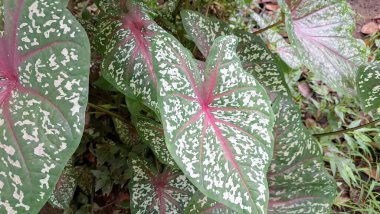Caladium süsleme bitkisi canlı kırmızı damarlar ve yeşil yapraklarla bembeyaz desenlerle süslenmiş bitki severler ve doğa için ideal tropik bahçe arka planı.